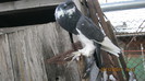 Picture 234