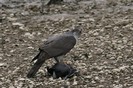 accipiter-gentilis-img_9431