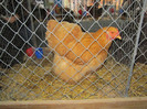 Picture 029