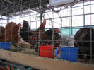 Picture 035