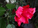 DSC00526