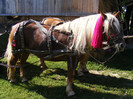 foto rumania 230