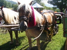 foto rumania 231