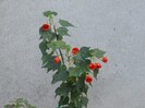 ABUTILON ROȘU