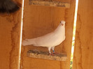 DSCN0826