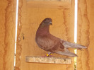 DSCN0833