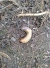 larva carabus de mai