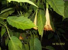 Copy of 100_8706