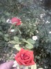 Fotografii-0544
