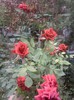 Fotografii-0545