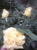 Fotografii-0548