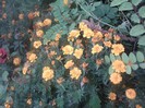 Fotografii-0552