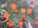Fotografii-0553