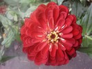 Fotografii-0555