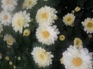 Fotografii-0560