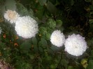 Fotografii-0563