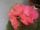 Fotografii-0569