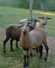 fotogr.0002_001
