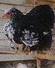 fotogr.0013_002