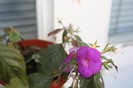 IMG_6350
