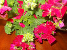 DSCN3695