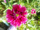 DSCN3699