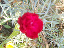 DSCN3701