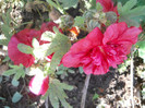 DSCN3705