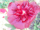 DSCN3706