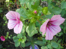 DSCN3710