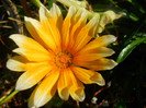 DSCN3714