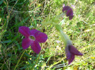 DSCN3715