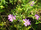 DSCN3716