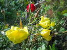 DSCN3720