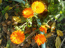 DSCN3721