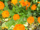 DSCN3723