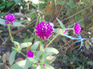 DSCN3729