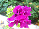 DSCN3746