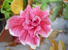DSCN3747