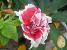 DSCN3748