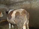 Picture 015