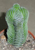 Crassula cv