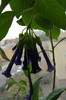 iochroma Cyaneum