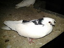 vandut