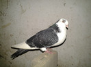 2012-11-03 21.47.01