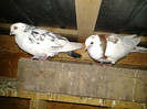 2012-11-03 21.52.07