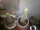 CACTUSI