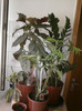 PLAMAN, ZAMIOCULCAS, SINGONIUM