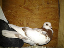 2012-11-03 21.58.01