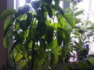 Passiflora allata-in sfarsit are boboci